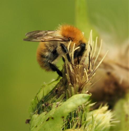 Réf. 316 703 : Bombus pascuorum